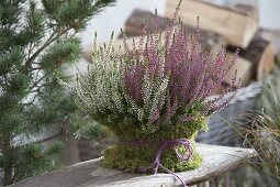 Calluna vulgaris 'Trio Girls' (Bud-flowering broom heather) in pot with moss
