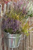 Calluna vulgaris Garden Girls and Trio Girls (bud-flowering broom heather)