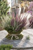 Calluna vulgaris 'Trio Girls' (Budding broom heather) in pot with moss