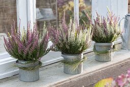 Calluna vulgaris Trio Girls (Bud-flowering broom heather)