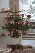 Abies nordmanniana (Nordmann fir) decorated as Christmas tree