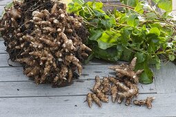 Freshly harvested Madeirea vine