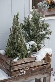 Chamaecyparis obtusa 'Wire' (false cypress) and Picea glauca 'Conica'