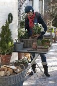 Woman plants basket with Christmas roses