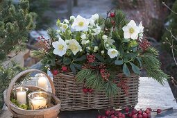 Basket box with Christmas roses