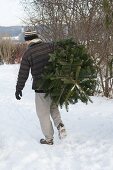 Man carrying Abies nordmanniana (Nordmann fir)