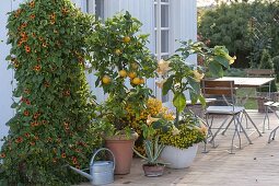 Thunbergia, Citrus sinensis, Datura auf neuem Deck