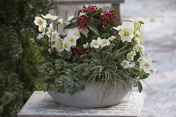 Schale mit Helleborus niger (Christrosen), Heucherella alba 'Tapestry'