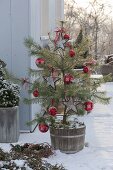 Pinus sylvestris (Pine) as a living Christmas tree, decorated