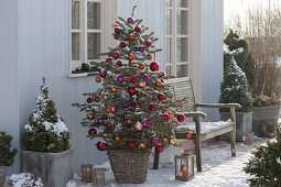 Picea pungens 'Glauca' (Blue spruce) with coloured balls