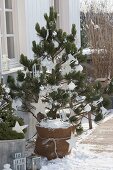 Conifers on the terrace decorated for Christmas