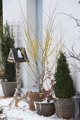 Hamamelis mollis (witch hazel) in winter on snowy terrace