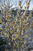 Verschneite Hamamelis mollis (Zaubernuss)