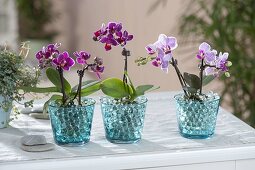 Aqualinos gel spheres as temporary substrate for mini phalaenopsis