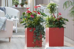 Orange plastic containers as room dividers planted with Anthurium