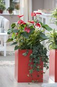 Orange plastic containers planted with Anthurium as room divider