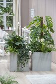 Stainless steel containers as room dividers planted with Philodendron pertusum
