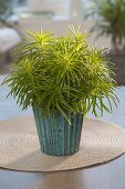 Senecio barbertonicus 'Himalaya' (Ragwort)