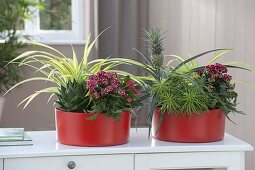 Orange plastic bowls planted with Pandanus baptistii (dwarf screw tree)