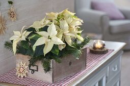 Euphorbia pulcherrima (white poinsettia) in old wooden drawer