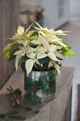 Euphorbia pulcherrima (White Poinsettia) in tin box