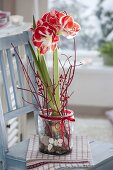 Amaryllis grown in glass with pebbles