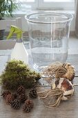 Amaryllis grown in a glass jar with moss and cones