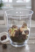 Amaryllis in glass with moss and cones