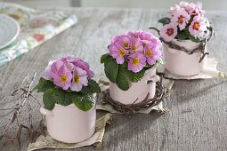Primula acaulis (mini primroses) lined up in small tin pots
