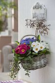 Korb bepflanzt mit Primula acaulis (Frühlings-Primeln) und Hedera (Efeu)