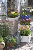 Tulipa 'Curly Sue', 'Lilac Perfection', 'Yellow Star' (tulips), Salix caprea 'K