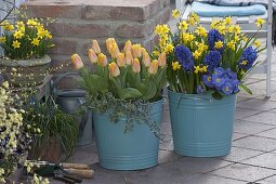 Tulipa 'Yellow Star' (tulips), Narcissus 'Tete a Tete' (daffodils), Hyacinth