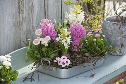 Bellis (Centaury), Hyacinthus 'Pink Pearl' 'White Pearl' (Hyacinths)