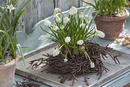 Muscari botryoides 'Alba' (Traubenhyazinthen) in Nest aus Zweigen von Betula