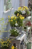 White-yellow terrace in spring