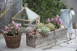 Echeveria pulvinata 'Doris Taylor' und Polygala chamaebuxus grandiflora