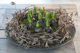 Untersetzer mit Hyacinthus (Hyazinthen) in Kranz aus Corylus avellana