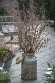 Branches of Corylus avellana (hazelnut) as a bouquet in an old milk can