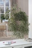 Rhipsalis pilocarpa (Rutenkaktus) in a hanging basket