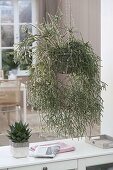 Rhipsalis pilocarpa (Rutenkaktus) im Ampelkorb