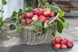 Korb mit roten Äpfeln (Malus) dekoriert mit Zweigen von Hedera (Efeu)