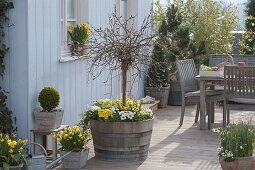 Wooden barrel planted with Salix caprea 'Pendula' (catkin willow)