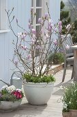 Magnolia fraseri 'Georg Henry Kern' (Magnolie) unterpflanzt mit Bellis