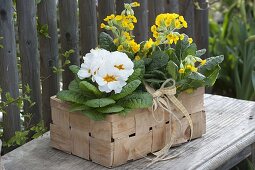 Spacer basket with Primula veris (key flowers, cowslip)