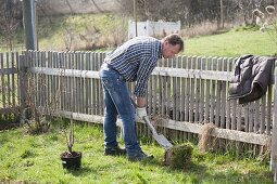 Man planting red currant in organic garden