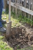 Man planting red currant in organic garden