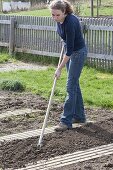 Plant lettuce in organic garden in spring