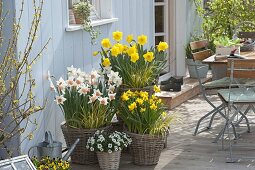 Narcissus 'Yellow River' 'Jet Fire' 'Accent' (Narzissen) , Acorus 'Ogon'