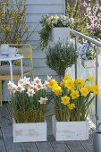 Wooden crates planted with Narcissus 'Yellow River', 'Accent' (Narcissus)