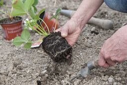 Planting mixed culture bed with strawberries and onions